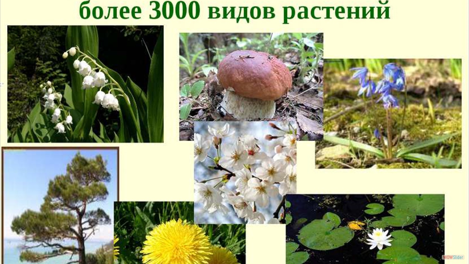 Растения которые растут на Кубани